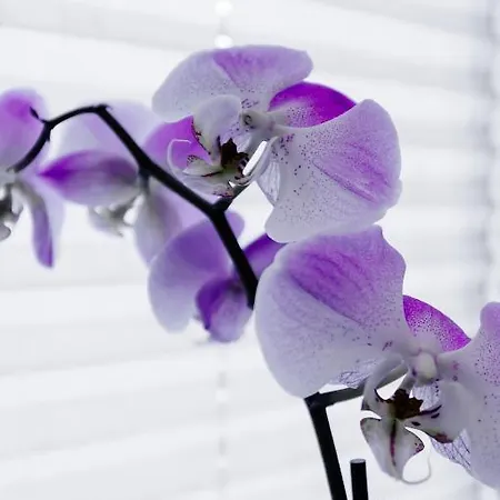 Graf Lehndorff Zur Messe 3*