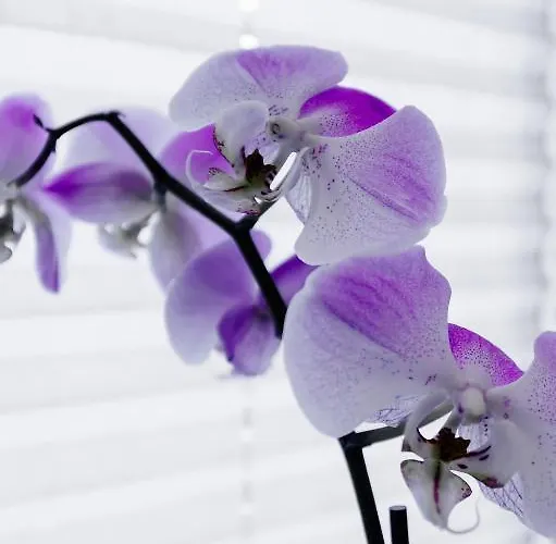 Graf Lehndorff Zur Messe 3*